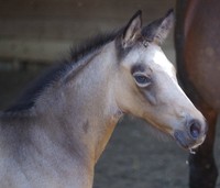 Golden Pony Leuviah (vendu)