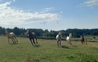 Poneys et Chevaux à vendre