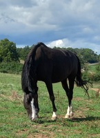 Sherymoon de Pillière 